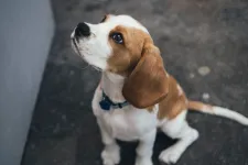 What’s your pooch up to while you’re at work? 